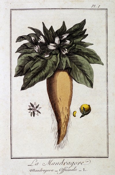 La Mandragore (Mandragora Officinalis) - dans "Exercises de botanique à l