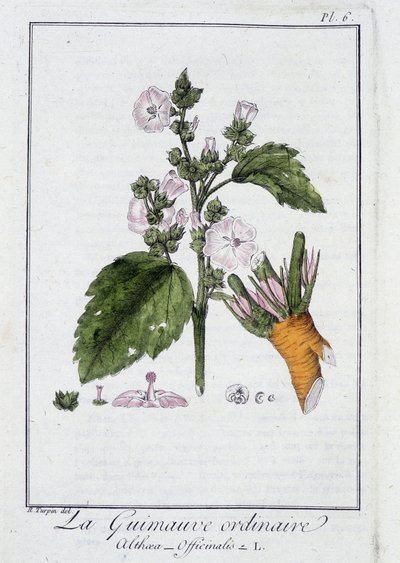 La guimauve ordinaire (Althaea officinalis) - dans «Exercices de botanique à l