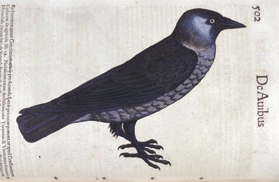 Le choucas dans Historia Animalium de Conrad Gesner (1516 - 1565), Tiguri - Unknown artist