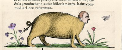La manticore (dans "De monstrorum natura causis libri duo" par Fortunio Liceti) - Unknown artist