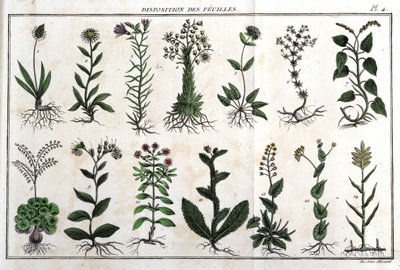 Disposition des feuilles : dans « Flora Françoise, ou brève description de toutes les plantes qui croissent naturellement en France, arrangées selon une nouvelle méthode d