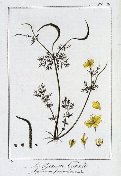 Le cumin cornu (Hypecoom procumbens) - dans «Exercices de botanique à l