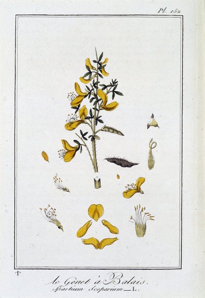 Le genêt à balais (Spartium scoparium) - dans «Exercices de botanique à l