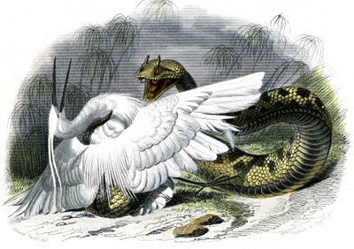 Le céraste (Vipera cerastes) - Planche de l