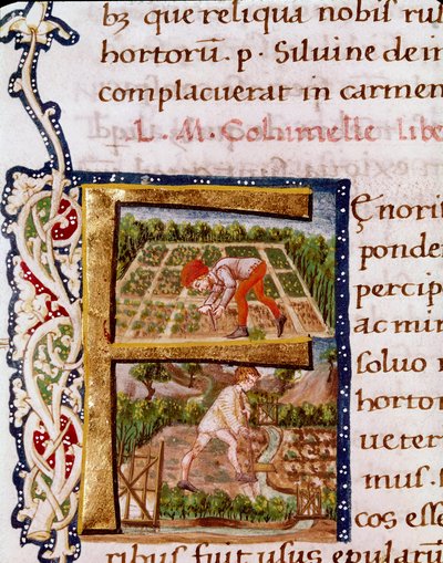 Lettrine F du chapitre sur l