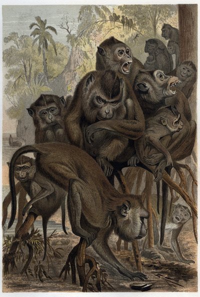 Macaques (Macaca) (Cercopithecinae) - gravure de « La Vie des Animaux » par Alfred Edmund Brehm (1829-1884) - Unknown artist