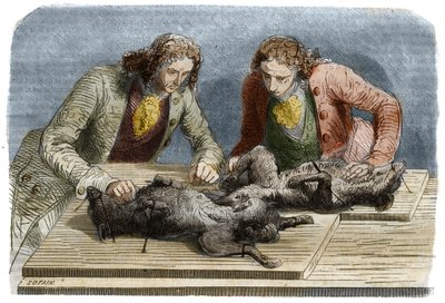 Expérience médicale : transfusion sanguine réalisée sur deux chiens à Paris en 1667. Gravure de 1857 d