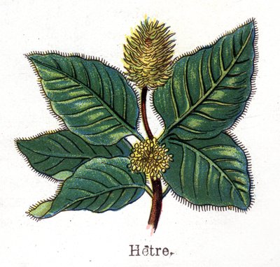 Plantes botaniques médicinales et alimentaires : hêtre. Gravure dans "La médication naturelle" de Friedrich Eduard Bilz (1842-1922) - Unknown artist