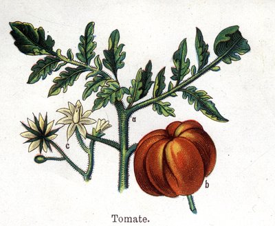 Plantes botaniques médicinales et alimentaires : tomate. Gravure dans "La médication naturelle" de Friedrich Eduard Bilz (1842-1922) - Unknown artist