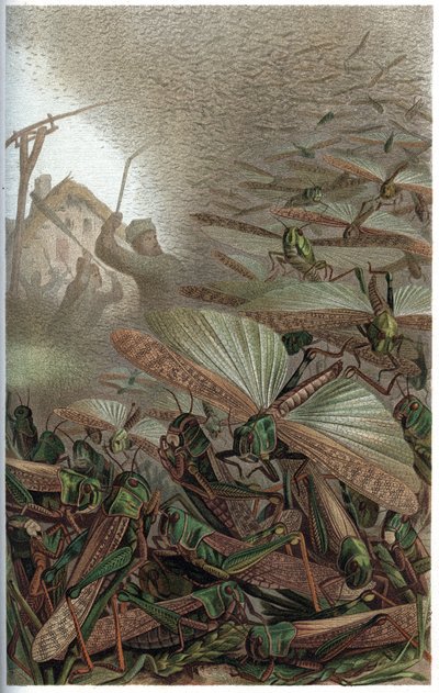 Criquet migrateur - Le criquet migrateur (Locusta migratoria) - gravure de 