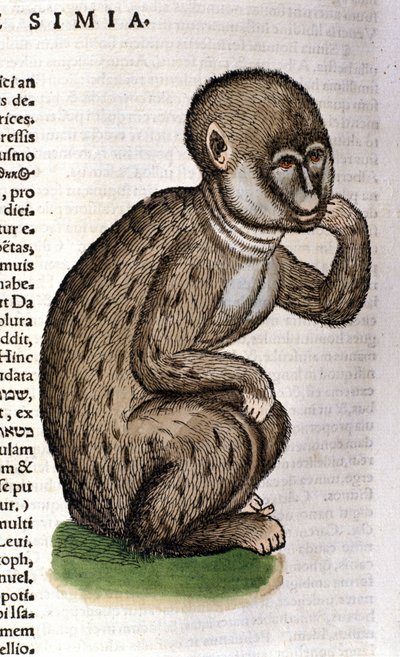 Singe d