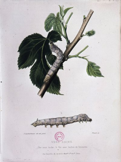 Mûrier et ver à soie - Étude de Pasteur - Unknown artist