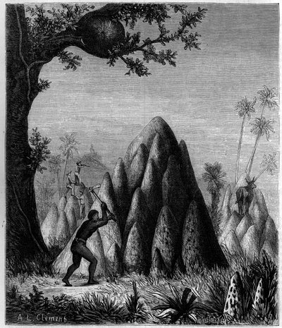 Nids du «Termite guerrier» et du «Termite des arbres» en Afrique. Gravure dans «La Nature : revue des sciences et de leurs applications aux arts et à l