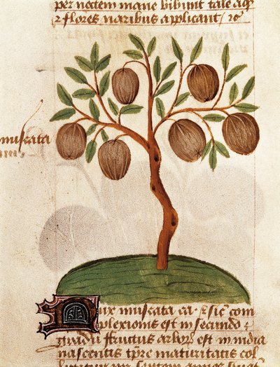 Noix de muscade, Description des plantes médicinales et comment les préparer. Page du manuscrit "Traité des herbes" (Tractatus de herbis) de Pedanius Dioscorides - Unknown artist