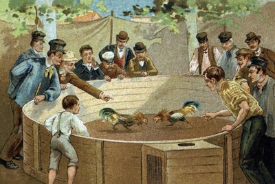 Ancienne coutume célébrée dans la région des Flandres : Combat de coqs. Chromolithographie de la fin du 19ème siècle. - Unknown artist