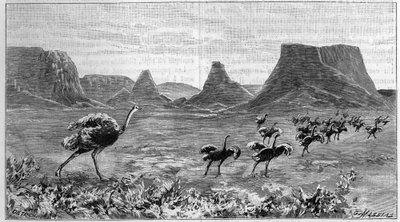 Autruche libre en Afrique australe. Gravure de 1895 d