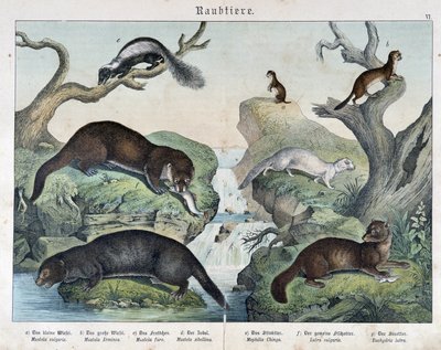 Loutres, furets, belette... - dans « Histoires naturelles des mammifères », éd. Schreiber - Unknown artist