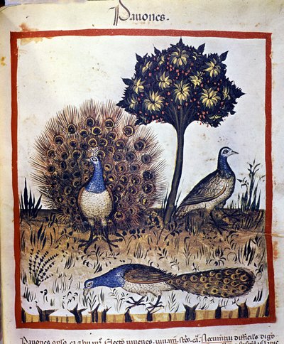 Paons représentés dans le « Tacuinum sanitatis » - Unknown artist