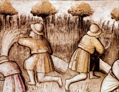 Paysans fauchant des blés Miniature du codex 212 (ou codice padovano ou Bible de Padoue) 1390-1400 Rovigo, Accademia dei Concordi - Unknown artist