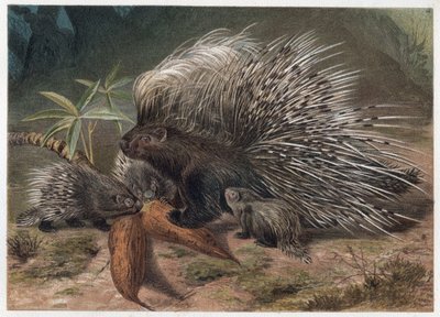 Porc-épic à crête - Le porc-épic à crête (Hystrix cristata) - gravure de "La vie des animaux" d