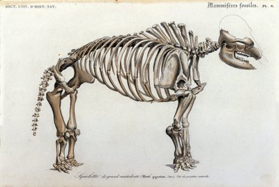 Préhistoire : squelette de mastodonte, mammifères fossiles (Mas gigantium). Planche de paléontologie du « Dictionnaire universel d