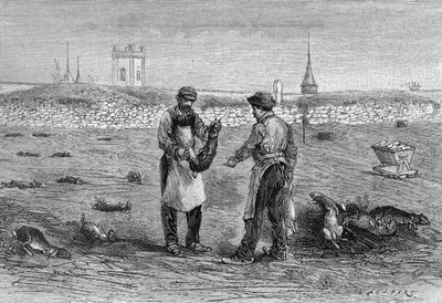 Cadavres de lapins tués par le microbe du choléra des poules. Expérience de Mme veuve Pommery en Champagne. (D