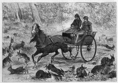 Surpopulation de lapins en Australie : la voiture de M. Williamson traversant une multitude de lapins. Gravure dans « La Nature : revue des sciences et de leurs applications aux arts et à l