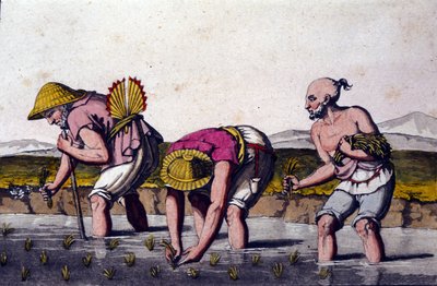 Culture du riz en Chine. Estampe du 19ème siècle. - Unknown artist