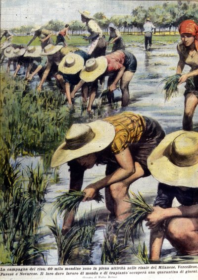 Replantation du riz dans les environs de Milan en 1954. - Unknown artist