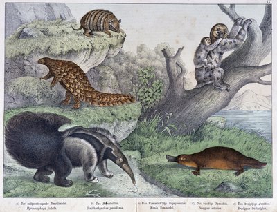 Rongeur: Tatou, paresseux, fourmilier - dans "Histoires naturelles des mammifères", éd. Schreiber - Unknown artist