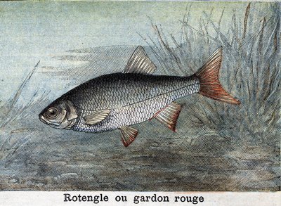 Rotengle ou gardon rouge gravure de 1898 - Unknown artist