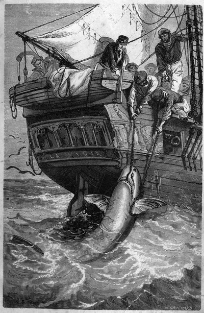 Pêche au requin. Gravure du XIXe siècle. Collection privée. - Unknown artist