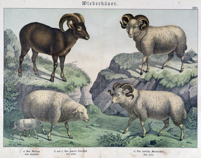 Moutons : Mouton, bélier, bouquetin - dans « Histoires naturelles des mammifères », éd. Schreiber - Unknown artist
