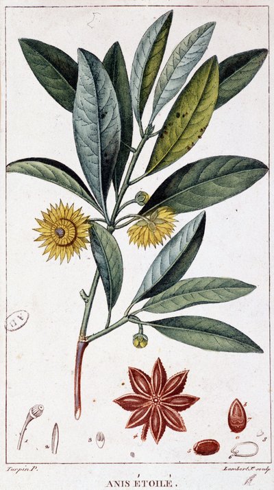Anis étoilé - planche botanique - Unknown artist