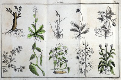 Tiges : dans « Flora Françoise, ou brève description de toutes les plantes qui croissent naturellement en France, arrangées selon une nouvelle méthode d