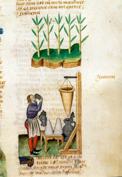 Marchand de canne à sucre et de cône de sucre. Description des plantes médicinales et comment les préparer. Page manuscrite « Traité des herbes » (Tractatus de herbis) de Pedanius Dioscorides (Dioscoride) (40-90 ap. J.-C.) Lat.1152 - Unknown artist