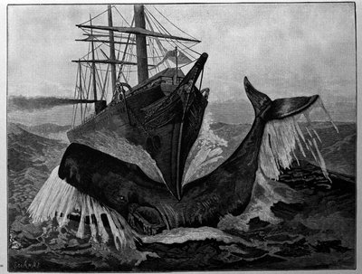 La collision entre un bateau et une baleine endormie. - Unknown artist