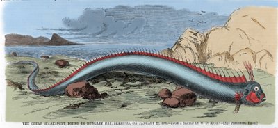 Le grand serpent de mer trouvé dans la baie de Hongrie aux Bermudes le 22/01/1860. Illustration de « Harper