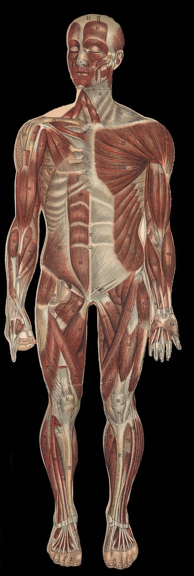 Les muscles de la tête, du tronc et des extrémités sur la partie antérieure du corps. Dans « La nouvelle médication naturelle » de F.E. Bilz, 1898 - Unknown artist