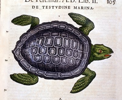 La tortue marine, selon l