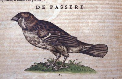 Le moineau dans Historia Animalium par Conrad Gesner (1516 - 1565), Tiguri - Unknown artist