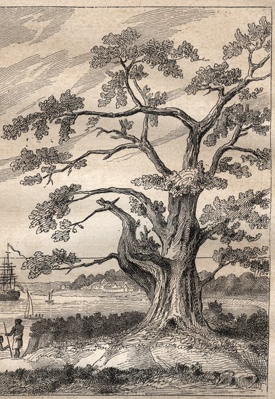 Troisième voyage (1776-1779) du capitaine James Cook (1728-1779) : arbre sous lequel Cook observa le passage de Vénus - illustration tirée de "Les Grands Navigateurs du XVIIIe siècle". - Unknown artist