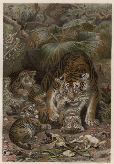 Tigre (Panthera tigris) avec petits - gravure de « La Vie des Animaux » par Alfred Edmund Brehm (1829-1884) - Unknown artist
