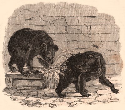 Deux ours jouant dans une auge dans la fosse aux ours du Musée d