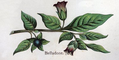 Plantes botaniques vénéneuses : Belladone. Gravure dans "La médication naturelle" de Friedrich Eduard Bilz (1842-1922) - Unknown artist