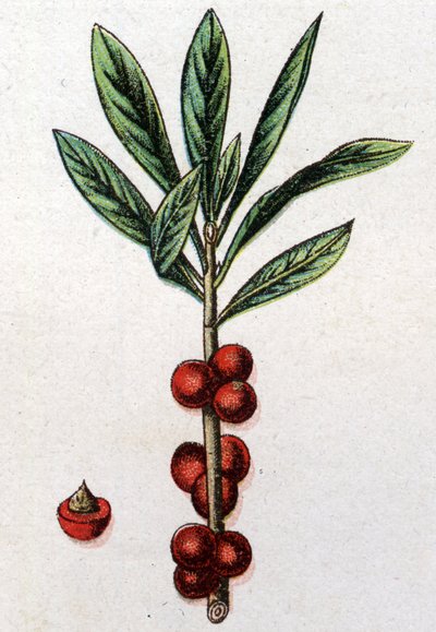 Plantes botaniques vénéneuses : daphné mézéréon. Gravure dans "La médication naturelle" de Friedrich Eduard Bilz (1842-1922) - Unknown artist