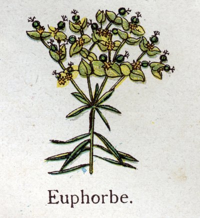 Plantes botaniques vénéneuses : euphorbe. Gravure dans "La médication naturelle", par Friedrich Eduard Bilz (1842-1922) - Unknown artist