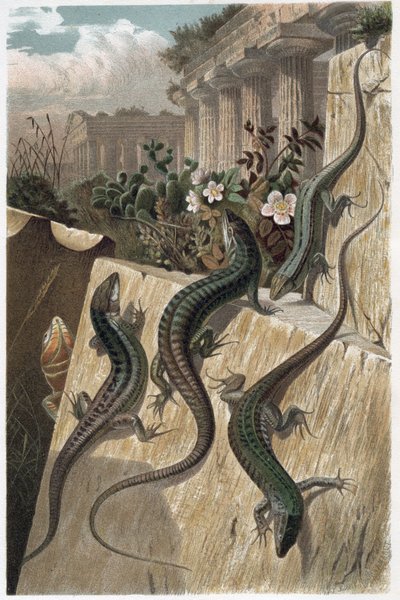 Lézard des murailles - Le lézard des murailles (Podarcis muralis) - gravure de « La Vie des Animaux » par Alfred Edmund Brehm (1829-1884) - Unknown artist