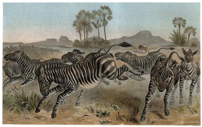 Zèbre - Zèbres - équidés africains (famille des chevaux) - gravure de "La Vie des Animaux" par Alfred Edmund Brehm (1829-1884) - Unknown artist