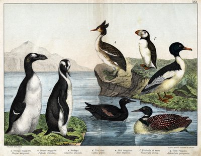 a: Harle bièvre (Mergus merganser), b: Grèbe huppé (Podiceps cristatus), c: Plongeon imbrin (Gavia immer), d: Guillemot noir (Cepphus grylle), Grand pingouin (Pinguinus impennis), f: Macareux moine (Fratercula arctica), g: Manchot royal (Aptenodytes patago - Unknown artist